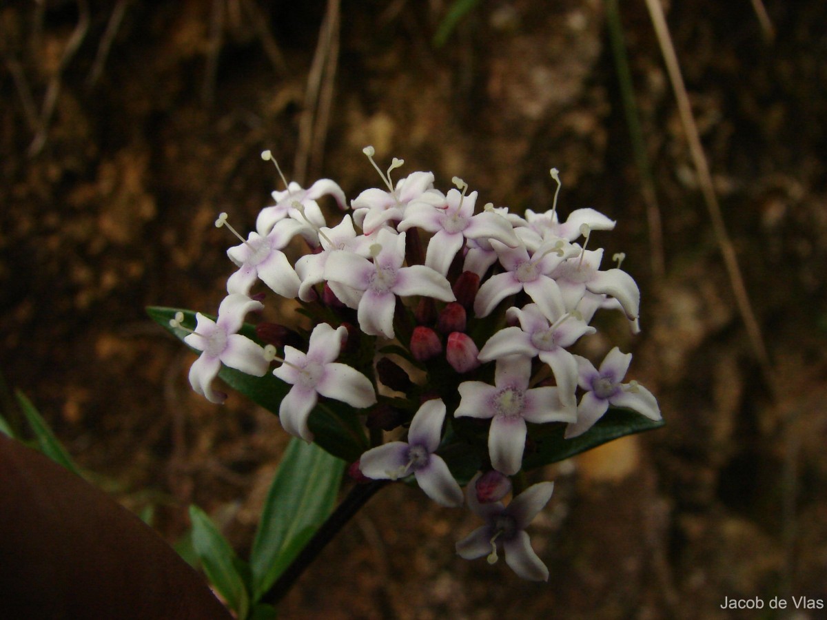 Knoxia platycarpa var. platycarpa